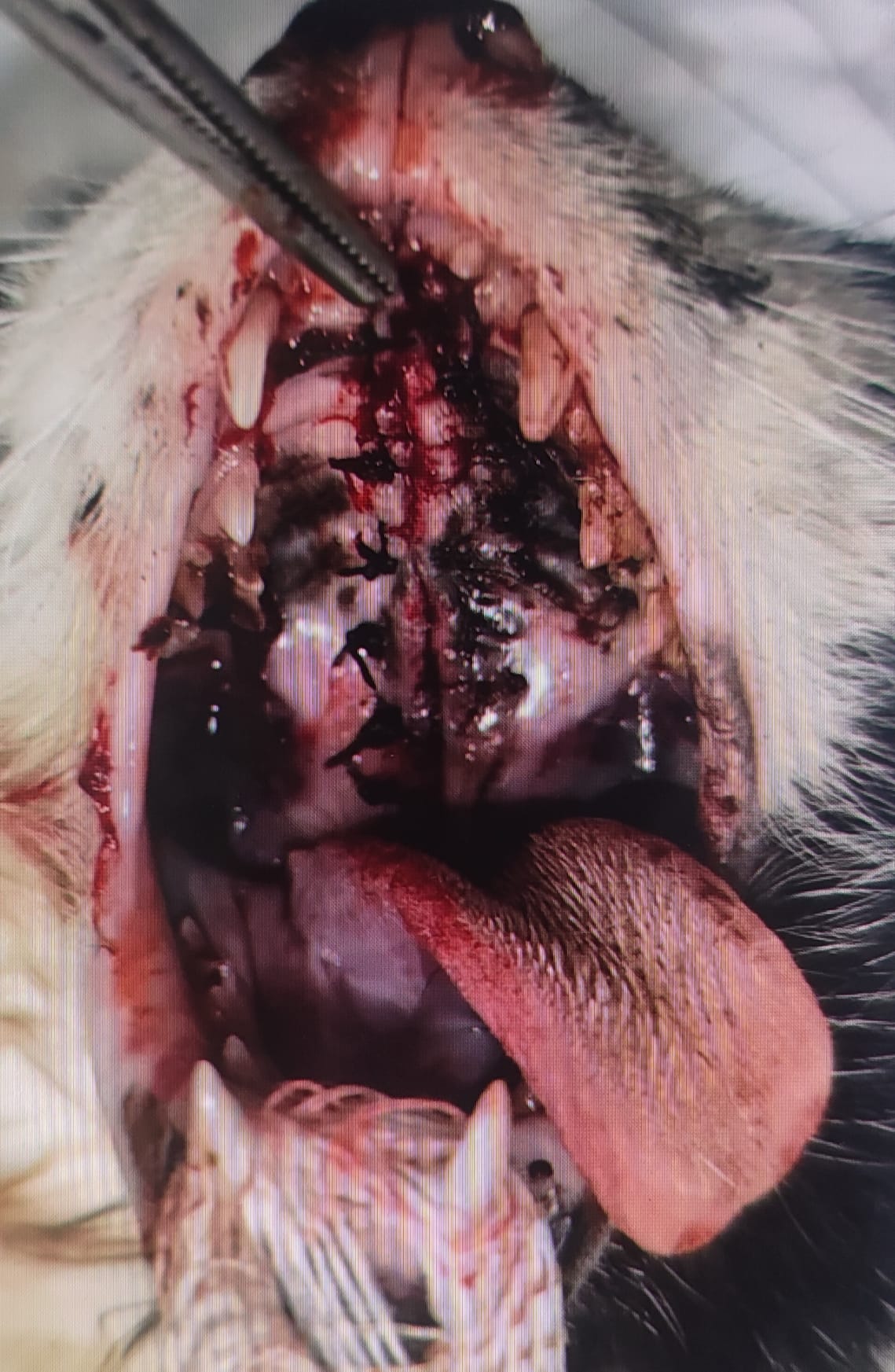 Tedavi ve Rehabilitasyon Süreçleri: