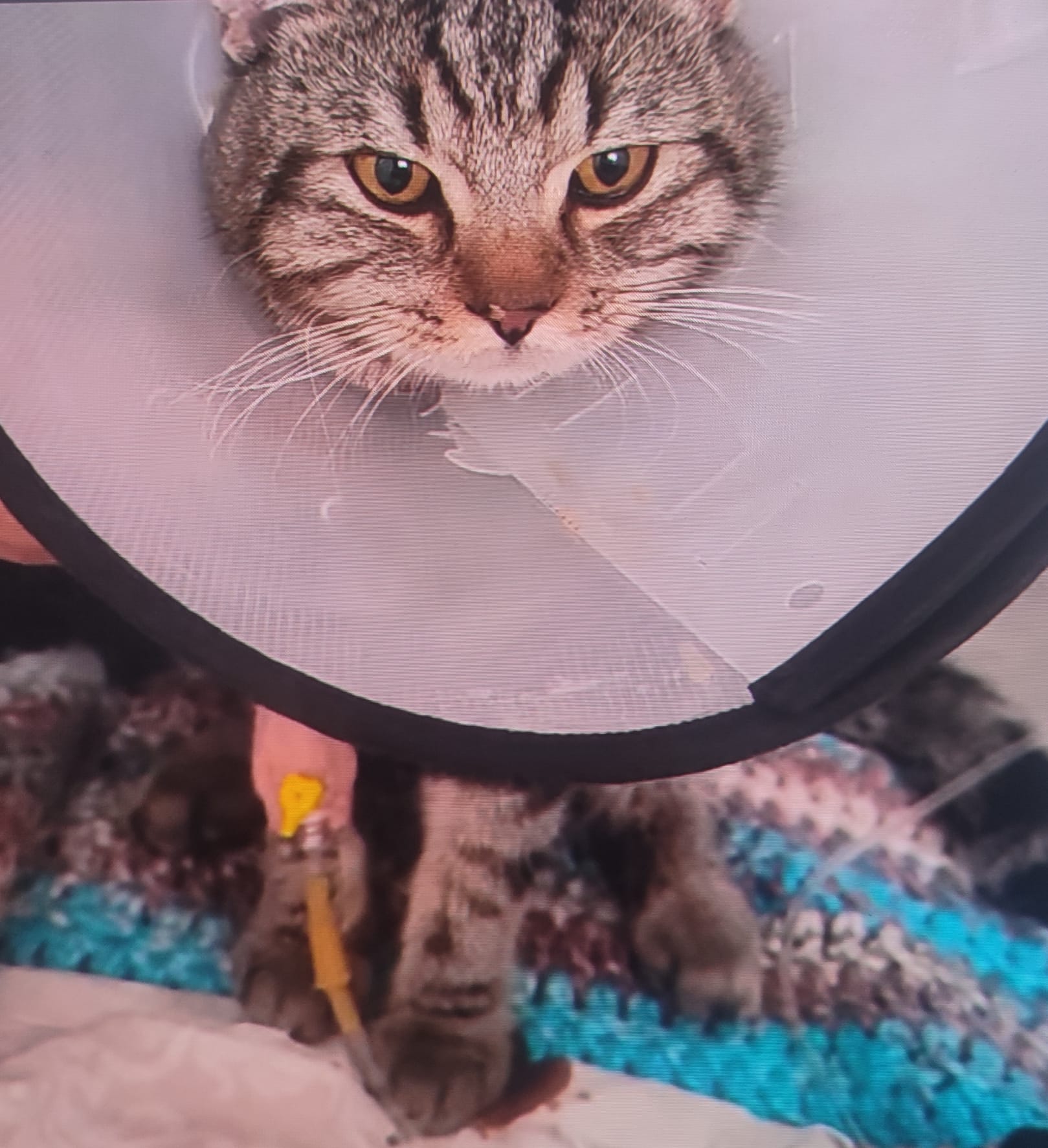 Tedavi ve Rehabilitasyon Süreçleri: