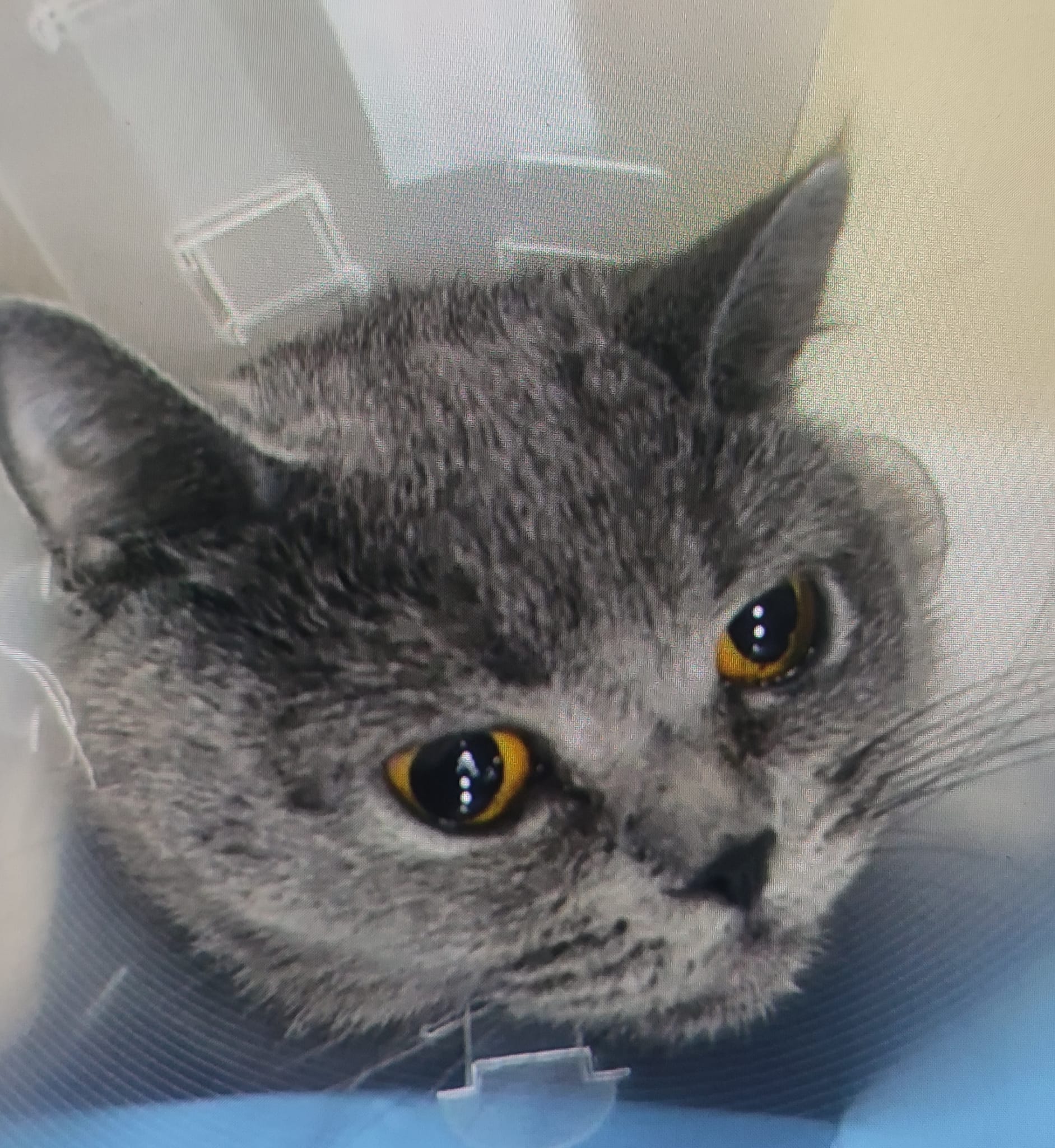 Tedavi ve Rehabilitasyon Süreçleri: