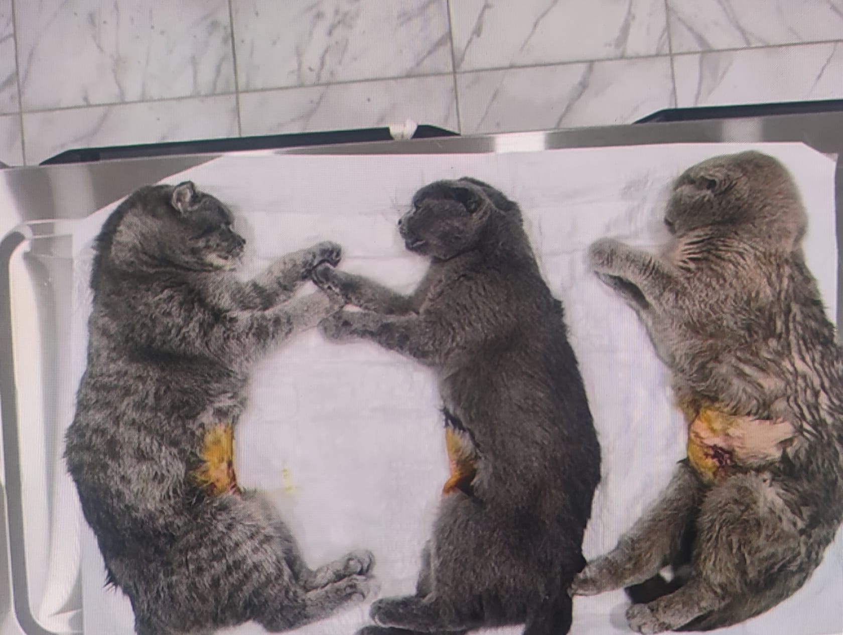 Tedavi ve Rehabilitasyon Süreçleri: