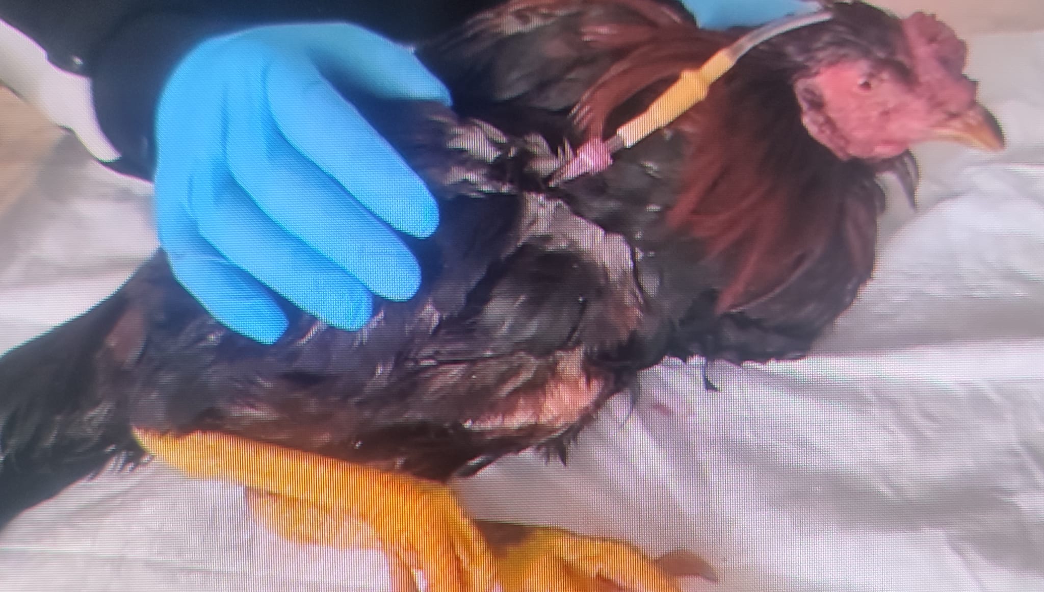 Tedavi ve Rehabilitasyon Süreçleri: