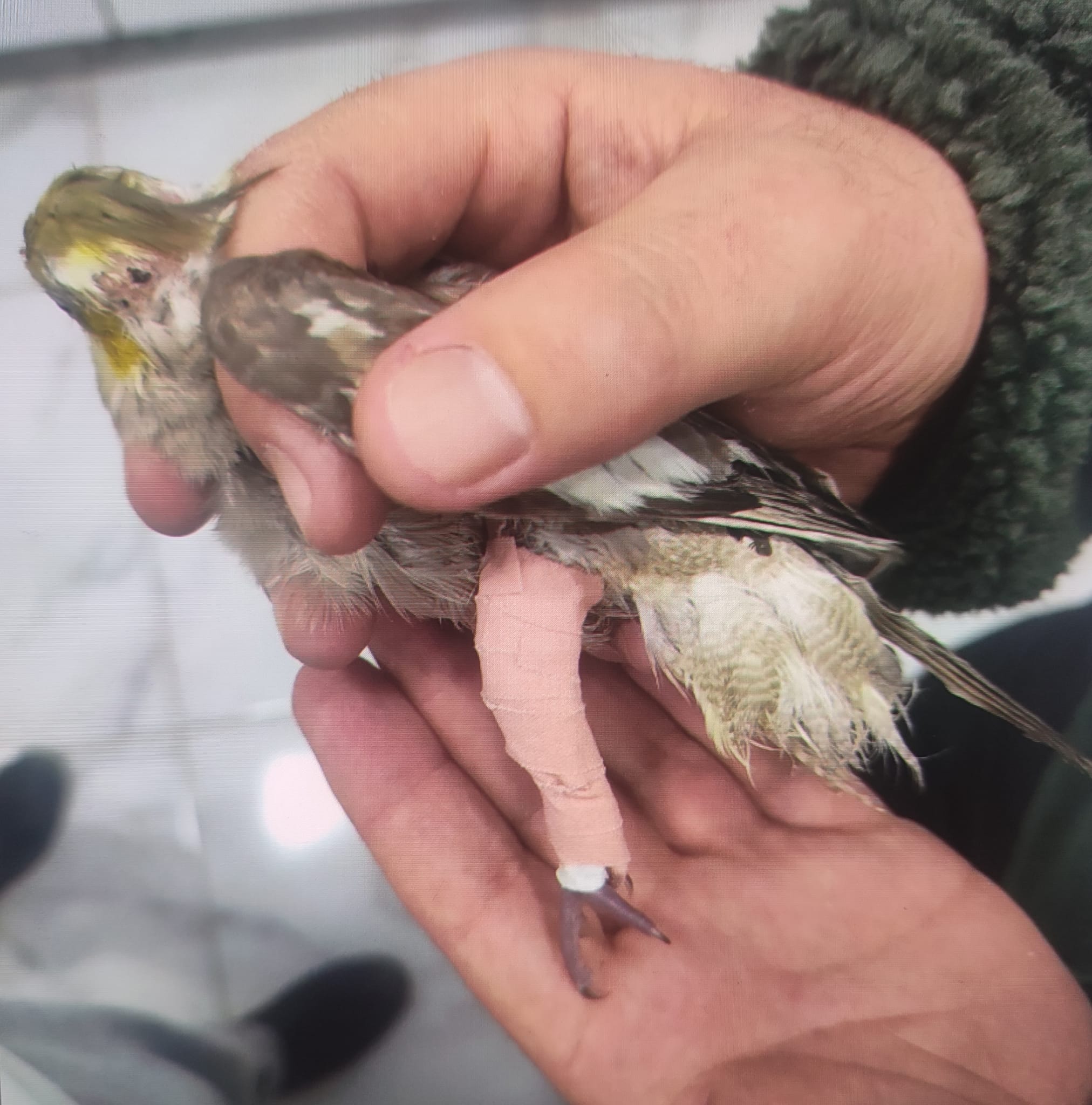 Tedavi ve Rehabilitasyon Süreçleri: